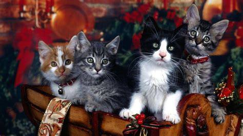 Cute Christmas Cat Desktop Wallpapers - Top Free Cute Christmas Cat ...