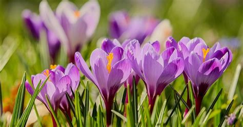 Crocus Flower – Meaning, Symbolism and Colors