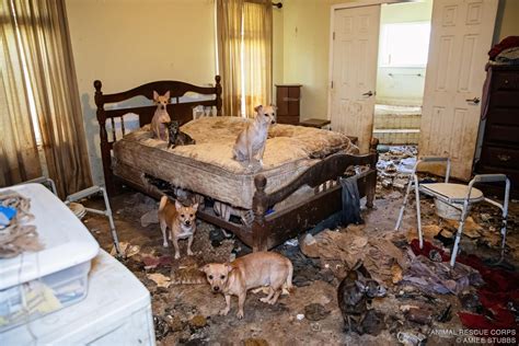 Animal Rescue Corps saves nearly 50 small dogs from abandoned home in ...