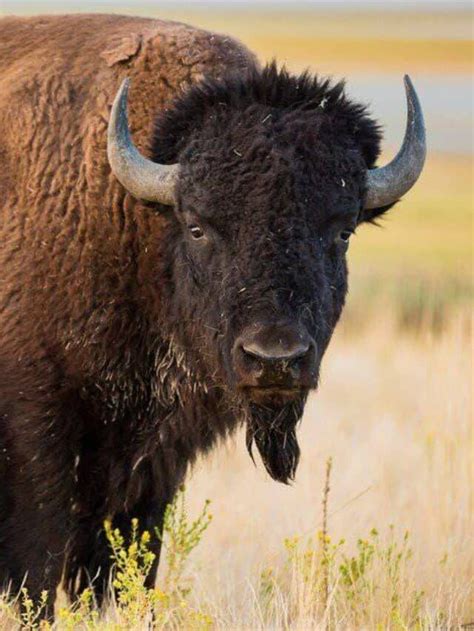 Discover the Largest Bison Herd in America - It's in Yellowstone ...