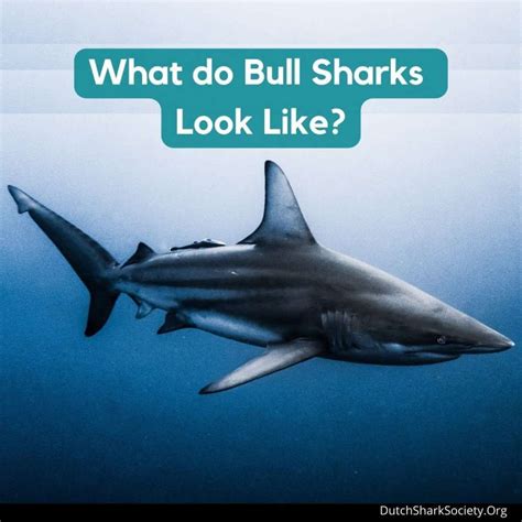 Bull Shark Facts & Information Guide - Dutch Shark Society