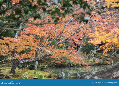 The Garden Autumn in Kyoto at Japan Stock Image - Image of flower ...