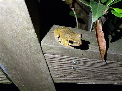 Brown Tree Frog from 地點：25.015439，121.557750 on July 30, 2019 at 07:35 PM by H. A. C. · iNaturalist