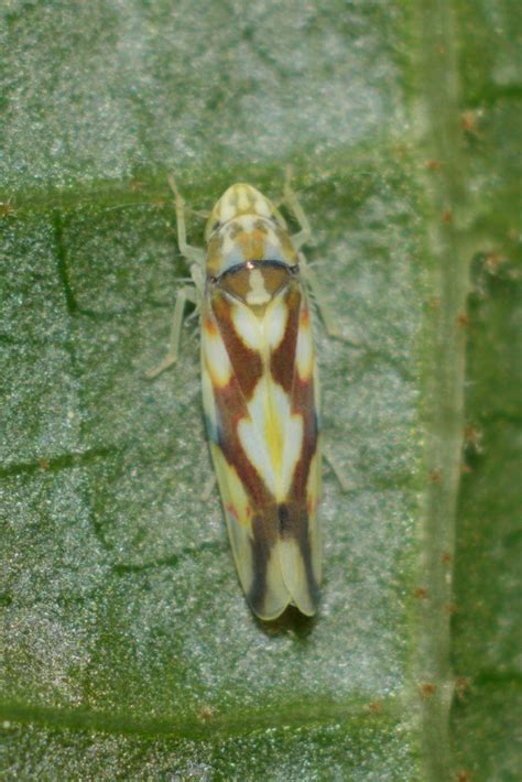 Eggs and Bacon Leafhopper - Erythroneura fiduciaria | Flickr