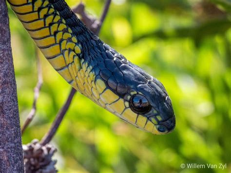 Boomslang (Dispholidus typus) from Melkbosstrand South Africa. Dangerously venomous. | Photos of ...