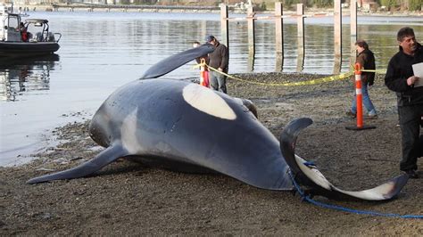 Dead orca found off B.C.'s Sunshine Coast - British Columbia - CBC News