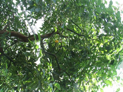 File:Cinnamomum camphora - camphor tree.jpg - Wikimedia Commons