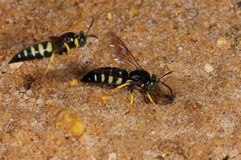 Sand Burrowing Bee 4 IMG_3387: Drummer: Galleries: Digital Photography ...