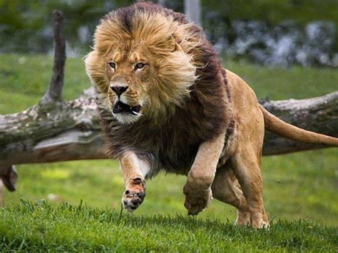 Charging Lion | Animals - Cats: Lions | Pinterest