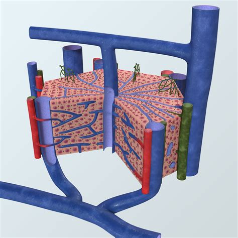 3D realistic liver lobule anatomy model - TurboSquid 1191337