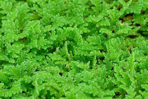 Premium Photo | Mosquito fern fairy moss freshwater aquatic Azolla