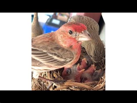 House Finches feeding newly hatched chicks: part 4 - 15 May 2020 - YouTube