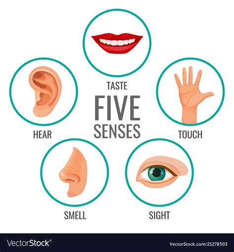 Five senses human perception poster icons Vector Image