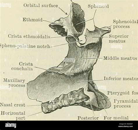 . Cunningham's Text-book of anatomy. Anatomy. Pterygo- palatine fossa ...