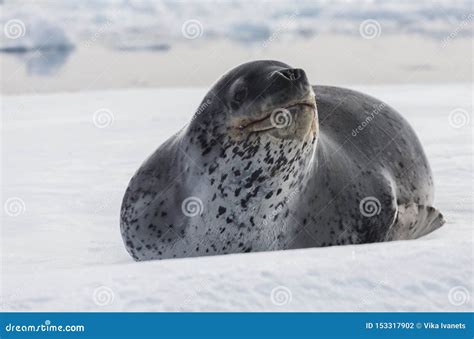 Natural Predator of Antarctica is Leopard Seal. Relax Animal Lying on the Ice. Stock Photo ...