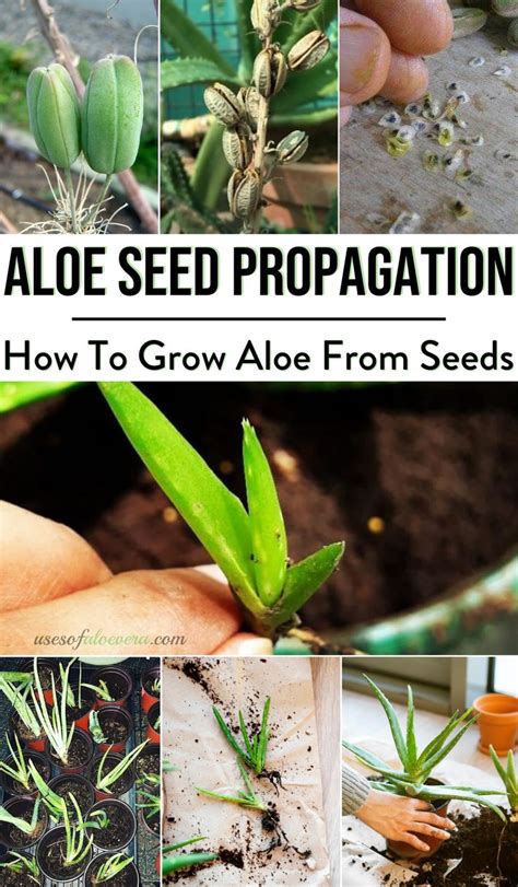 How To Grow Aloe Vera From Seeds | Aloe vera plant indoor, Aloe vera ...