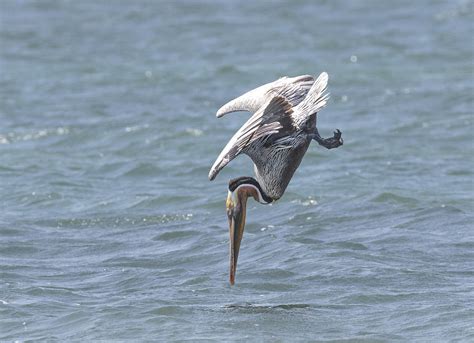 Crash landing Photograph by Tom Tucker - Fine Art America