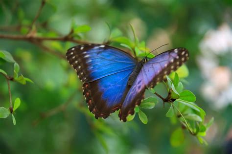 Blue morpho butterfly, animals, blue, butterfly, colorful HD wallpaper ...