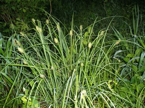 Carex squarrosa (Cyperaceae) image 16062 at PhytoImages.siu.edu