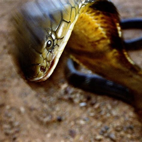 Anaconda Snake Photo Gallery