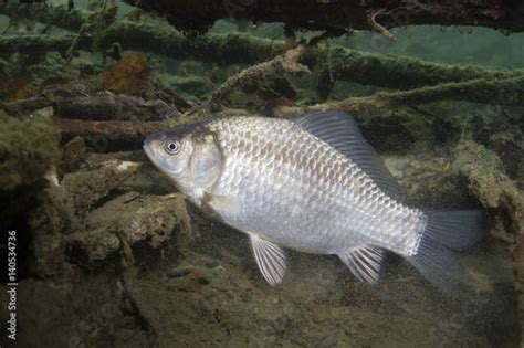 Freshwater fish Silver crucian carp (Carassius auratus) in the beautiful clean pound. Underwater ...