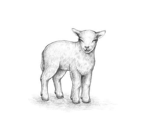 Drawing a sheep | Pencil drawings of animals, Sheep drawing, Realistic animal drawings