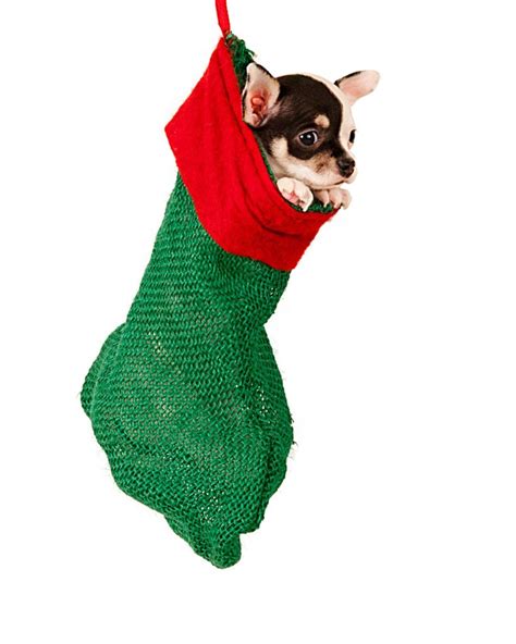 Christmas Dog Stockings