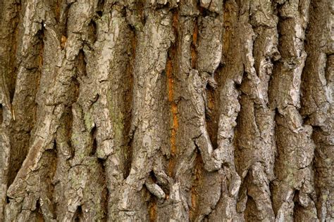 Bark Nature Wood - Free Texture