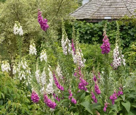 10 Must Have English Garden Plants - Garden Lovers Club