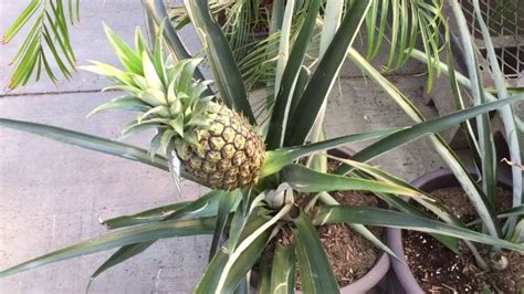 How To Plant A Pineapple In Your Garden | EarlyExperts