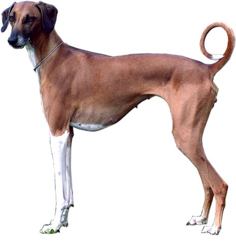 Dog Breeds Similar To The Nigerian ‘local Dog’ - Pets - Nigeria