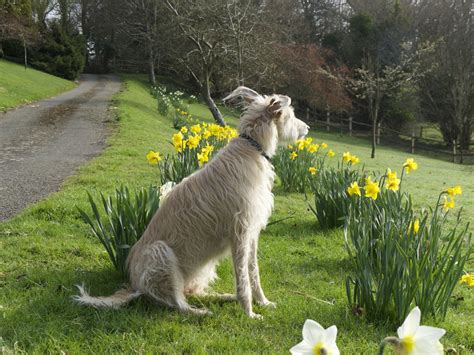 Poppy in spring – Tom Baker Official