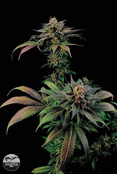 Dinafem Marijuana Seed Strains from Weed Seeds