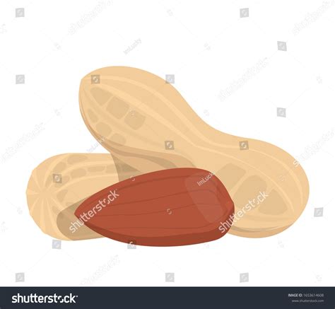 Peanuts Shell Vector Isolated Fresh Vegetarian Stock Vector (Royalty ...