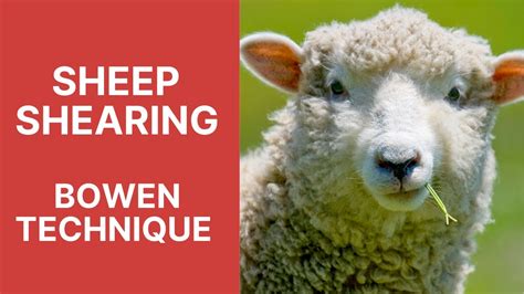 Sheep shearing Bowen Technique - YouTube