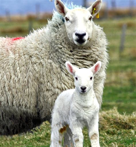 Cheviot Sheep: Characteristics, Origin, Uses And Photo