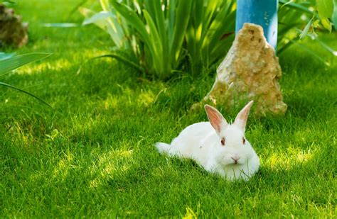 Can Rabbits Swim ? And how to keep them cool in summer - LittleFurryPets