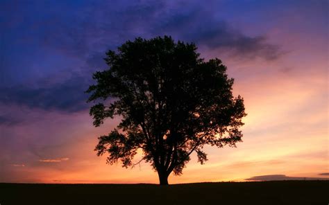 Tree Silhouette Photography Mac Wallpaper Download | AllMacWallpaper