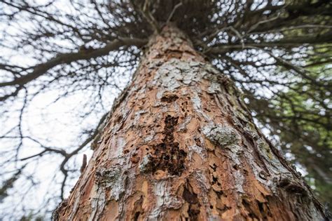 The Damage Spruce Beetles Can Do | Fairbanks Stump Grinders