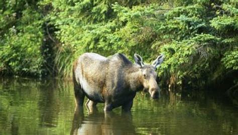 What Are Moose Adaptations? | Sciencing