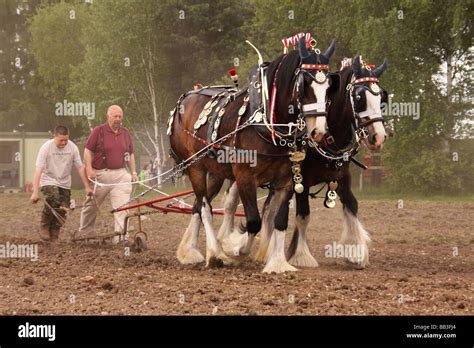 Heavy Horses working the land in a field at Newark show ground ...