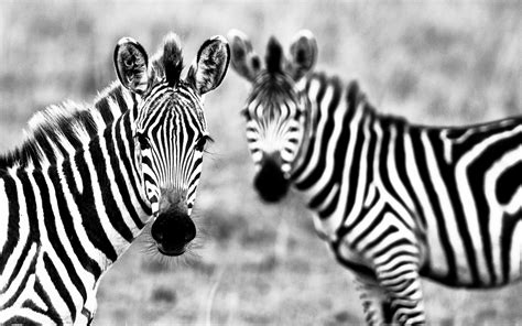 Download wallpaper for 1920x1080 resolution | Black and white pair of zebras | animals ...