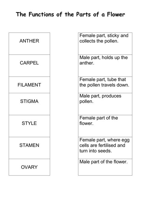 Flower Anatomy And Functions | Best Flower Site