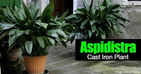 How To Care For The Cast Iron Plant: Aspidistra Elatior