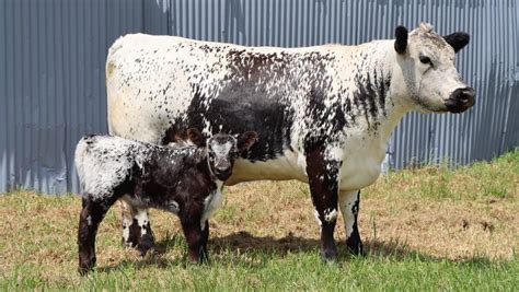 Scone Speckle Park Sale achieves near full clearance for larger catalogue | The Land | NSW