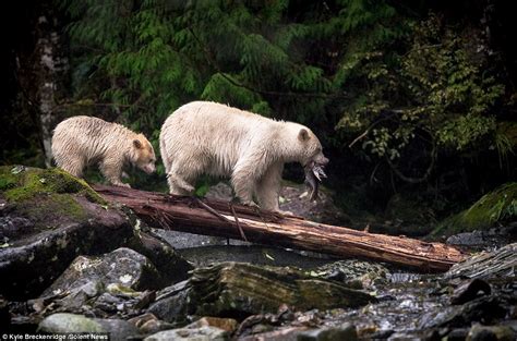 Extremely Rare Albino Bear Spotted Teaching her Cub How to Catch Fish ...