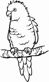Free Parrot And Macaw Coloring Pages sketch template