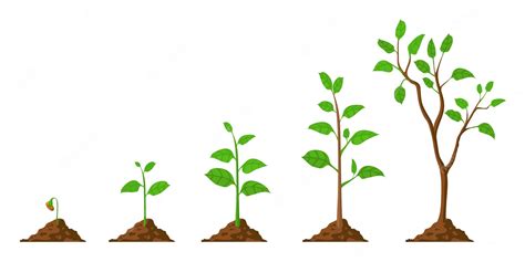 Premium Vector | Tree grow. Plant growth from seed to sapling with green leaf. Stages of ...