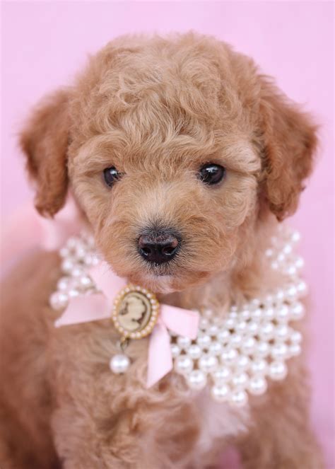 Discover the Joy of Owning the Best Tiny Toy Poodle: Tips for Choosing and Caring for Your ...