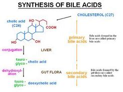 Bile Acid Synthesis Disorders | CheckRare